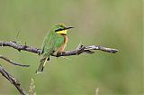 Little Bee-eater